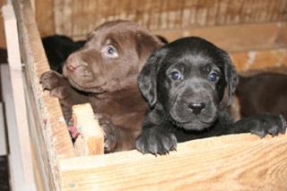 Verkaufe süße Labrador Welpen