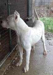 DOGO ARGENTINO WELPEN aus beste verparung.