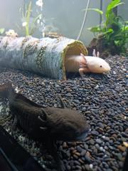 Aquarium komplett Set mit 2 Axolotl