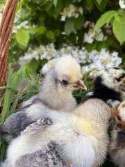 Hühner Küken Olivleger marans haubenhuhn serama Henne Hahn