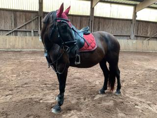 Reitbeteiligung Pferd sucht Reiter in