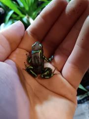 Dendrobates auratus birkhahn 2. 3