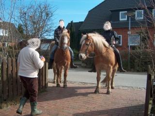 Max ist ein Haflinger- Mix, 13 Jahre und kerngesund.