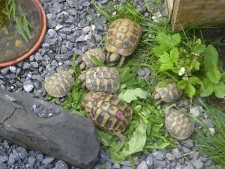 Maurische und griechische Landschildkröten NZ 09