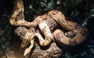 Verkaufe zwei Boa Constrictor Imperator Abgottschlange