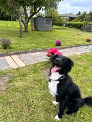 Border Collie/ Australien Shepherd Mix