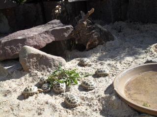 Russische Vierzehen Landschildkröten