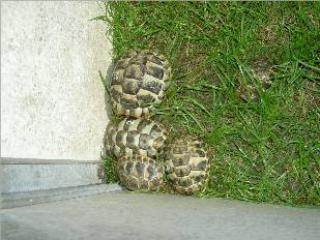 Verkaufe griechische landschildkröten