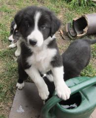 Border Collie -Welpen mit VDH/FCI Papieren