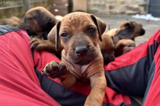 Rhodesian Ridgeback Welpen mit Papieren