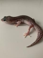 1. 0 Mack super Snow Het Diablo Blanco Leopardgecko Männchen Enz 23 abzugeben Übergabe Hamm mögli