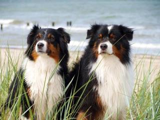 Australian Shepherd Welpen