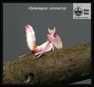 Hymenopus coronatus Orchideenmantiden, Idolomantis diabolica Große Teufelsbl