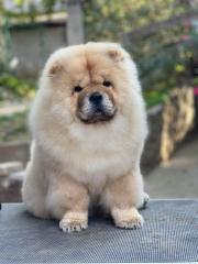 Chow Chow zu verkaufen.