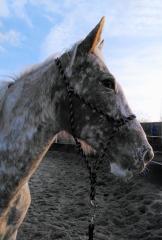 Wunderschöne Appaloosa Mix Stute