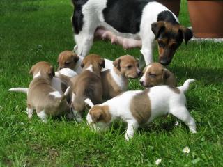 Wünderschöne Jack Russell Welpen suchen liebevolles Zuhause