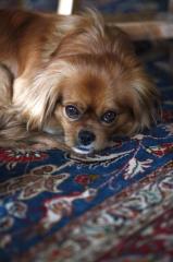 Pekinese-King Charles Mischling