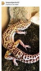 Leopardgecko Mack Snow Super Tremper eclipse männlich