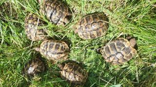 Landschildkröten Testudo hermanni