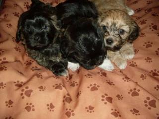 3 kleine süsse Hundewelpen Lasa-Abso/Shih Tzu