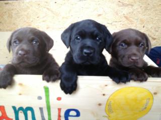 Labrador- Welpen 2 schokobraune, 1 schwarzer warten auf eine neue Familie