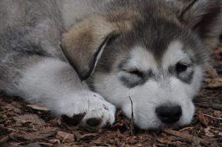 Alaskan Malamute Welpen Frühjahr 2021