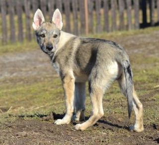 Tschechoslowakischer Wolfshund FCI Welpen