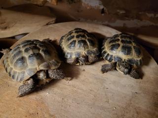 3x Vierzehenlandschildkröte Testudo horsfieldii geb 08/2015