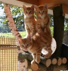 3 Norweger-Mix-Kater