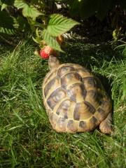 Weibliche griechische Landschildkröte