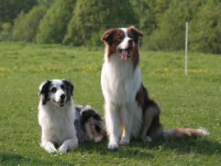 AUSTRALIAN SHEPHERD WURFANKUENDIGUNG FEBRUAR 2021