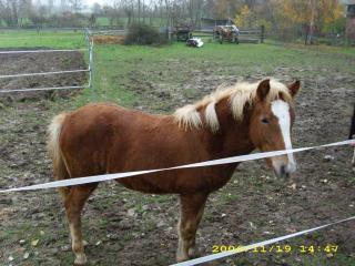 Haflinger-Mix Stutfohlen