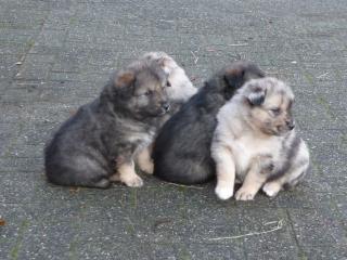 Wolfsspitzmischlinge, Vater Australian Shepherd