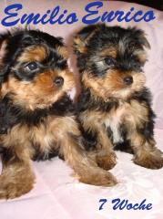 Yorkshire Terrier Welpen