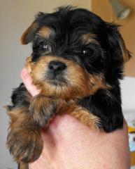 Exclusive Yorkshire Terrier Welpen aus VDH Zucht