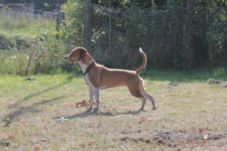 Beagle-Mix-Hündin sucht neuen Futterspender