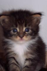 Typvolle Maine Coon Kitten aus Champion Verpaarung