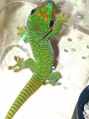 Phelsuma madagascariensis grandis, Jungtiere aus eigener Nachzucht