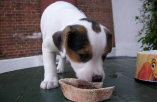 Jack Russell Terrier Welpen, mit Papieren