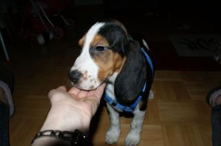 12Wochen junger reinrassiger tricolor Beagle Rüde mit Papieren