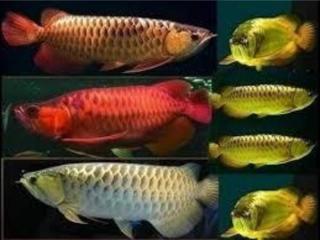 Gesunde arowana Fische zur Verfügung