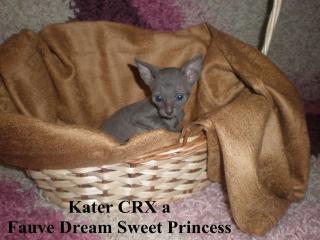 Exclusive, reinrassige, Cornish Rex Kätzchen