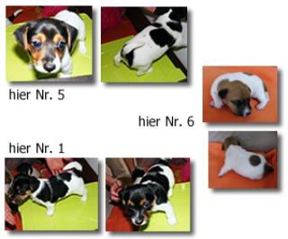 3 reinrassige JackRussell Welpen