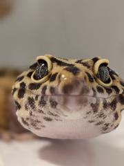 Leopardgecko aus Rostock 24. 11. 2024