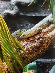 Phelsuma standingi 0. 1 Adult