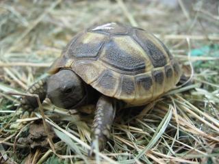 Griechische Landschildkröten NZ 09 THB mit Papiere für 65 Euro