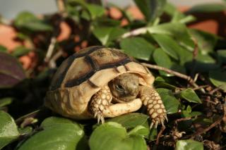 Breitrandschildkröten, Testudo marginata, eigene Nachzucht 2022.