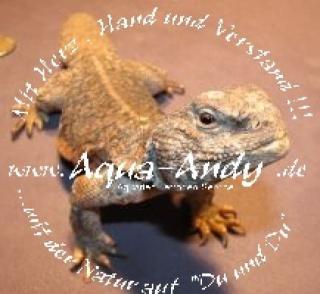 Veränderliche Dornschwanzagame - Uromastyx acanthinura