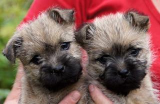 Wunderschöne Cairn Terrier Welpen