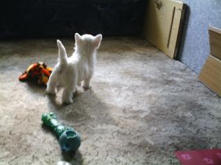 Westie suchen ein neues zu Hause